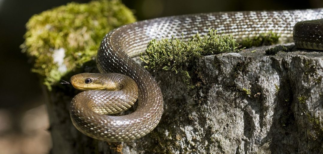 Aesculapian snake