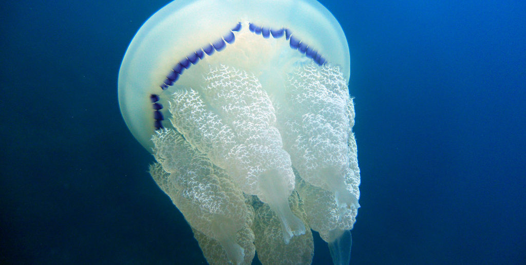 Barrel jellyfish (rhizostoma pulmo)