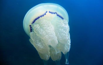 Barrel jellyfish (rhizostoma pulmo)