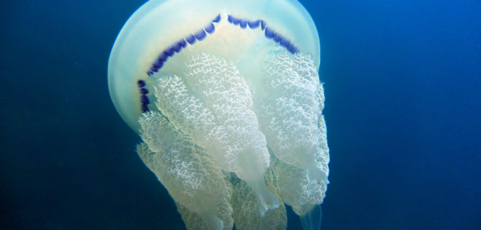 Barrel jellyfish (rhizostoma pulmo)