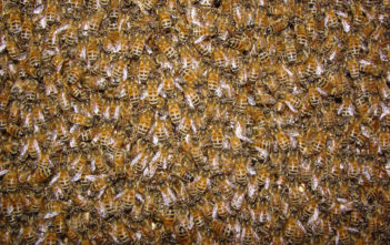 Bees