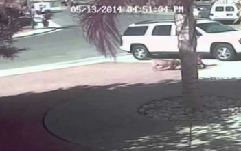 Cat saves boy from dog attack