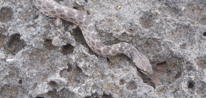 Clarion nightsnake