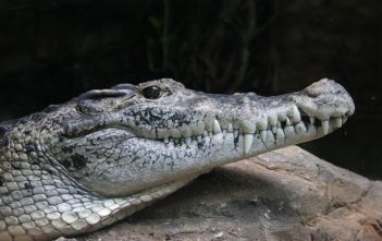Crocodylus novaeguineae / Crocodile