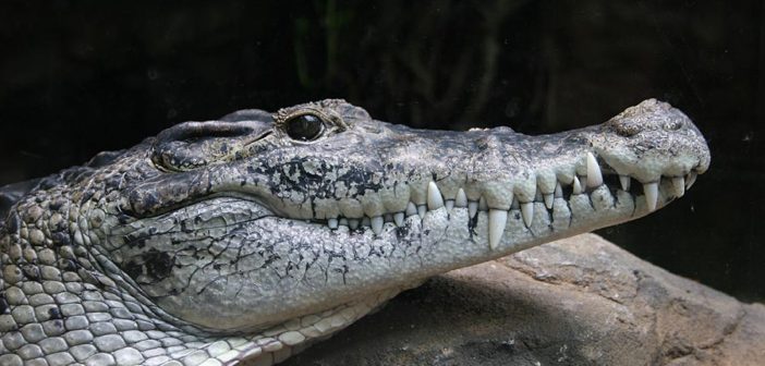 Crocodylus novaeguineae / Crocodile