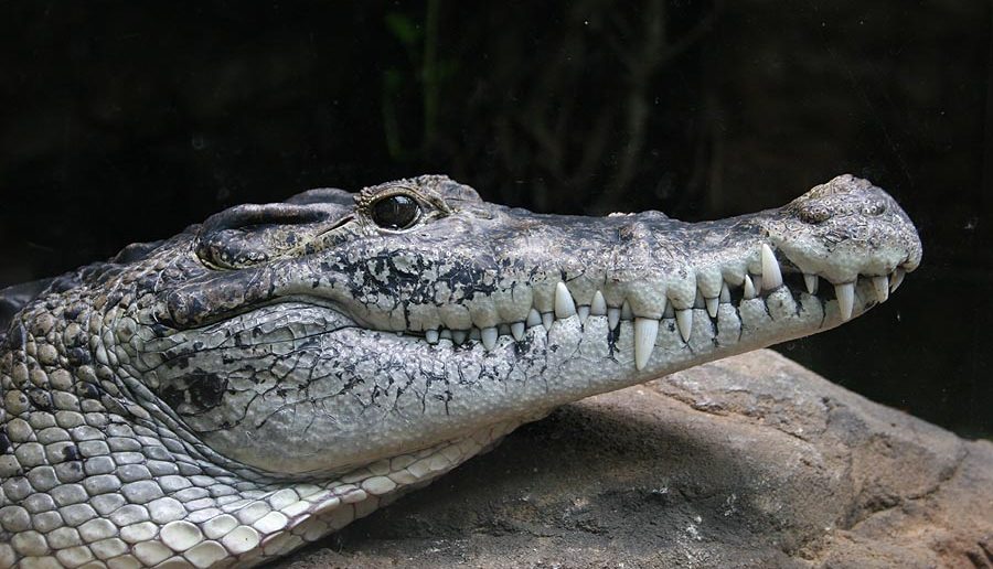 Crocodylus novaeguineae / Crocodile