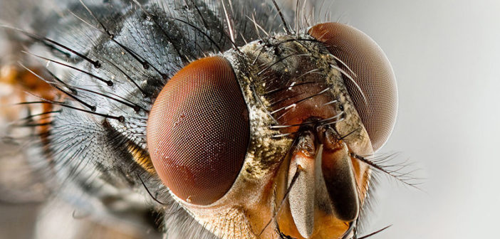 Fly