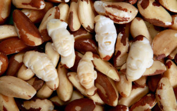 Brazil nut footballers