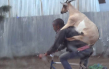 Man gives piggyback to goat