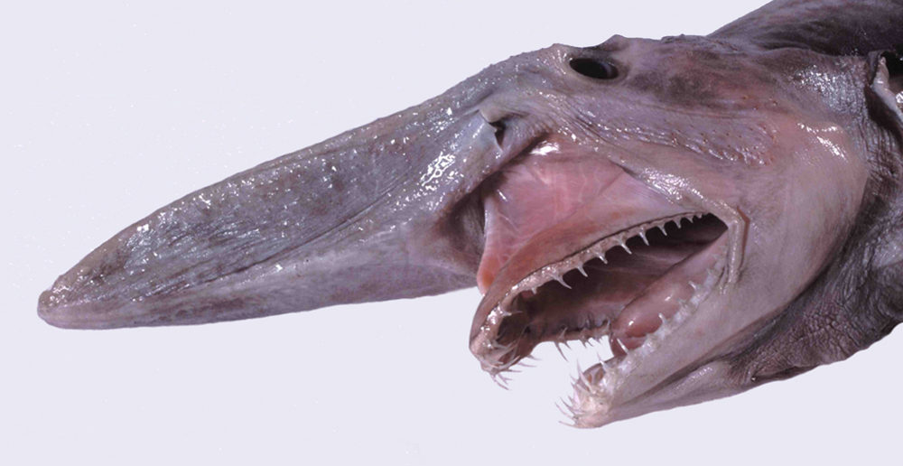Goblin shark