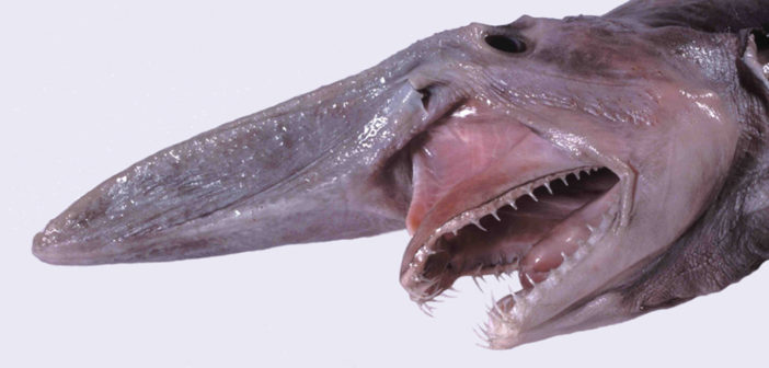 Goblin shark