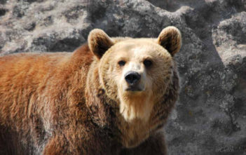 Grizzly bear