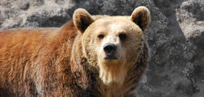 Grizzly bear