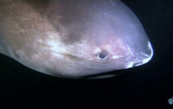 Megamouth shark