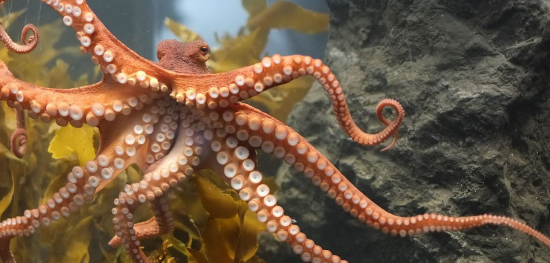 Octopus