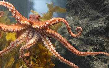 Octopus