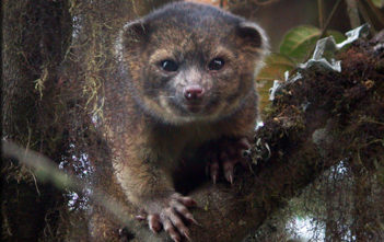 Olinguito