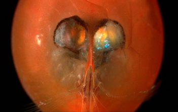 Ostracod
