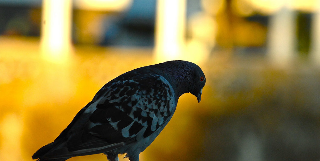 Pigeon