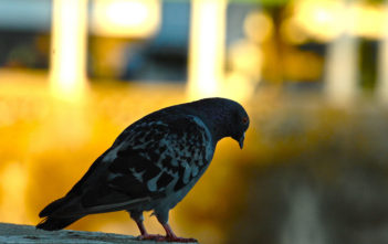 Pigeon