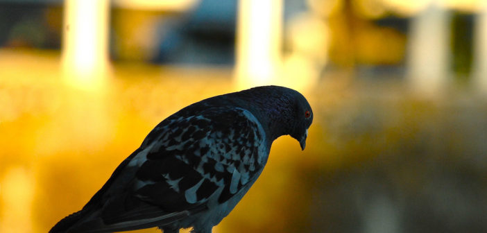 Pigeon