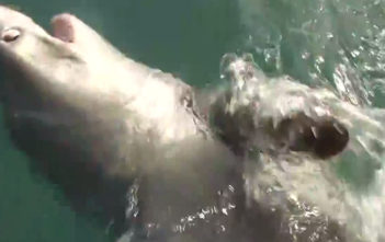 Porbeagle shark caught of coast of Devon