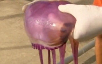Purple jellyfish discovery