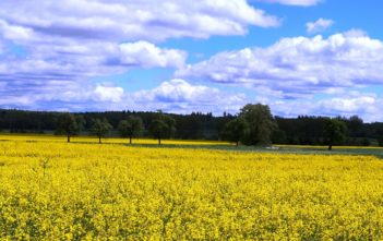Rapeseed/canola farm