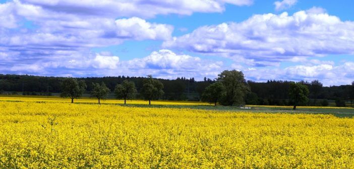 Rapeseed/canola farm