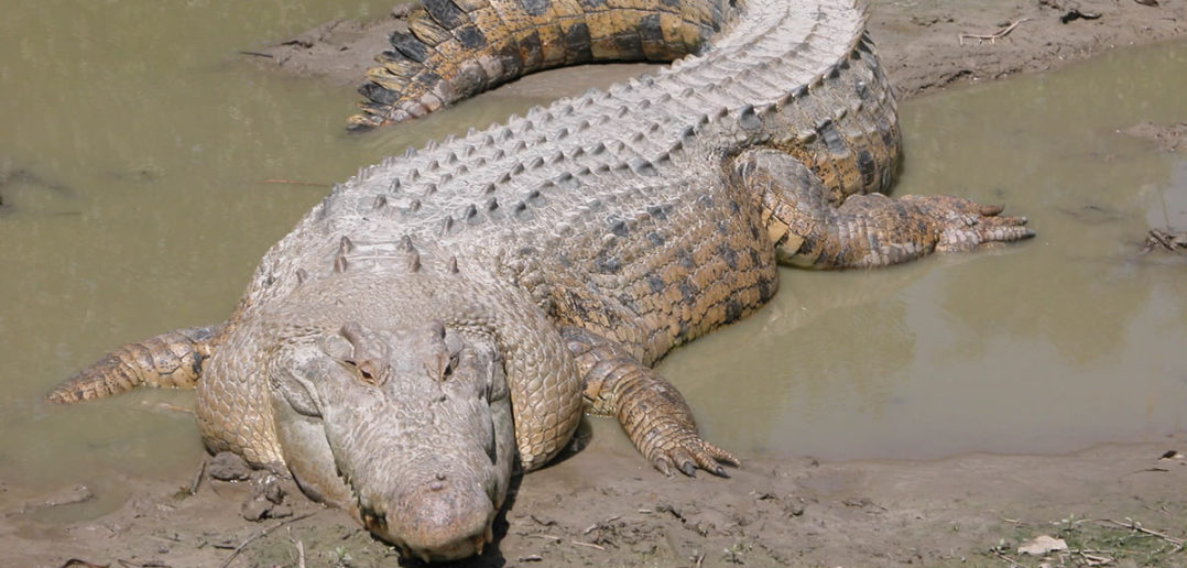 Saltwater crocodile