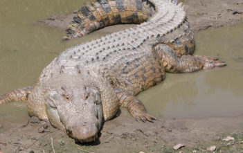 Saltwater crocodile