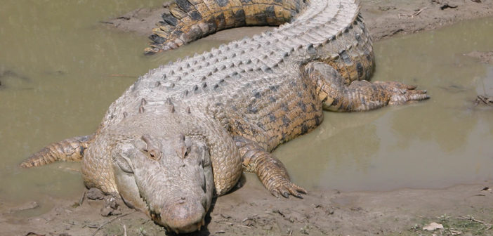 Saltwater crocodile