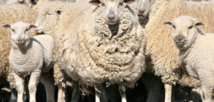 Sheep