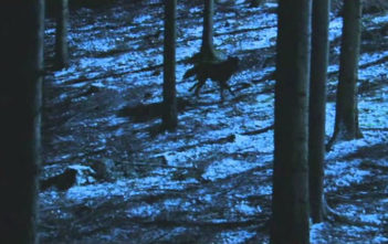 Survivre avec des Loups (2007)