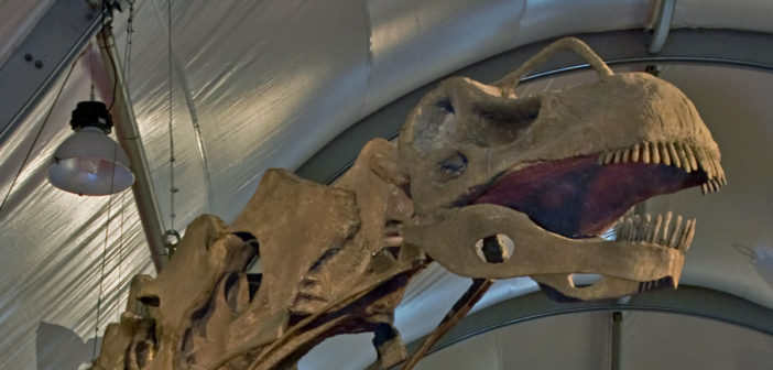 Titanosaur