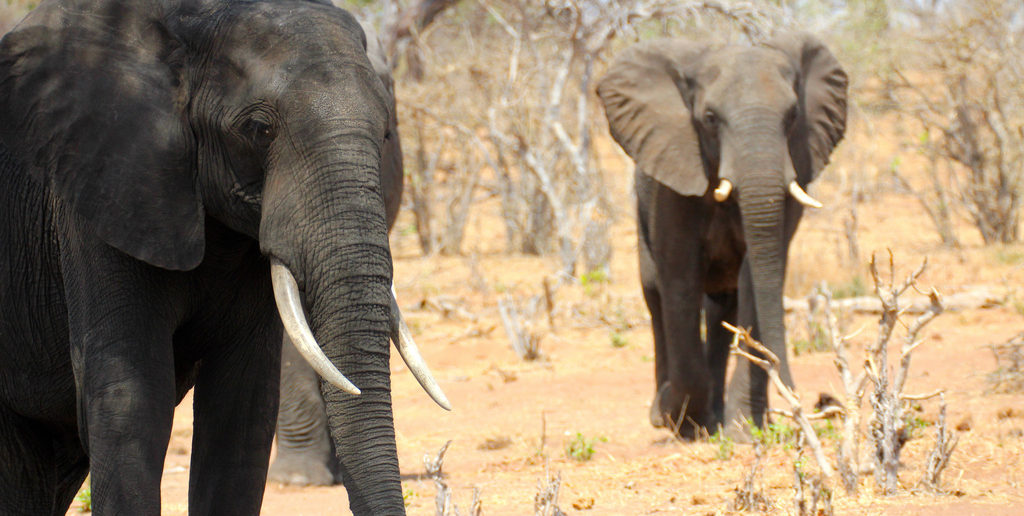 African elephants