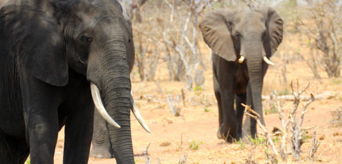 African elephants