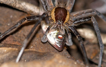 Fish-eating spider (Ancylometes)