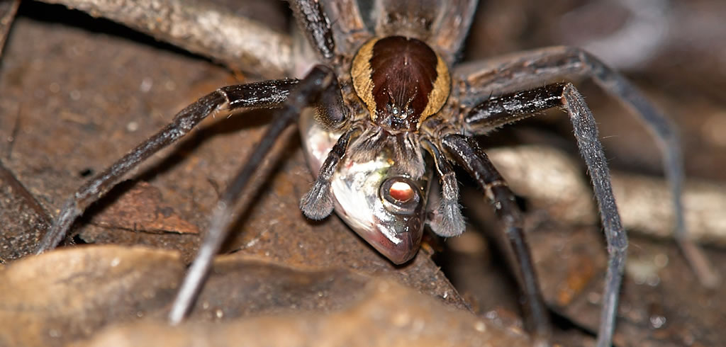 Fish-eating spider (Ancylometes)