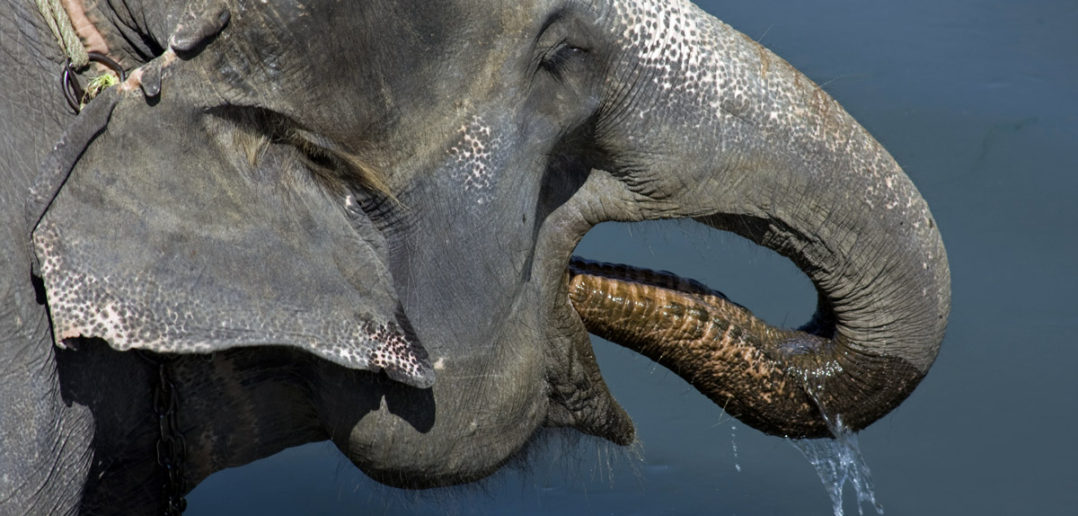 Asian elephant