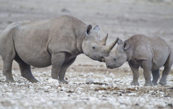 Black rhino