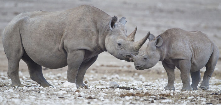 Black rhino