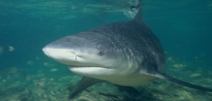 Bull shark
