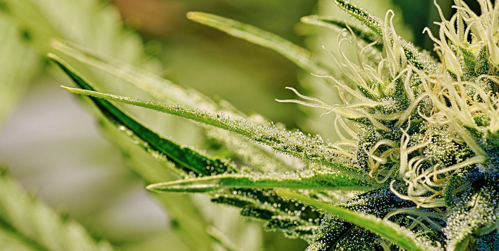 Cannabis