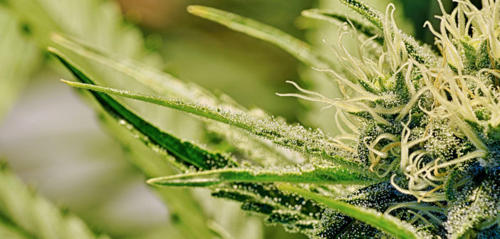 Cannabis