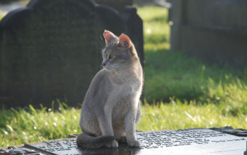 Cat graveyard