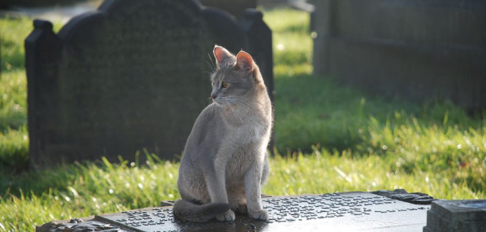 Cat graveyard