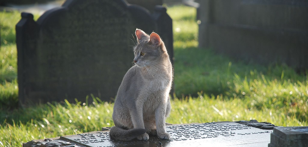 Cat graveyard