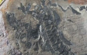 Dinosaur graveyard discovered in Chile