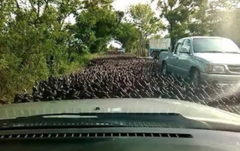 Duck swarm on road in Thailand